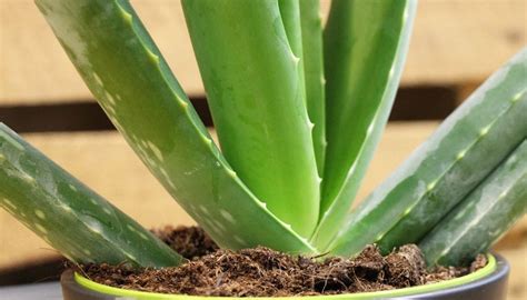 5 conseils pour entretenir et cultiver votre plantes d aloe vera aloe vera plant care aloe