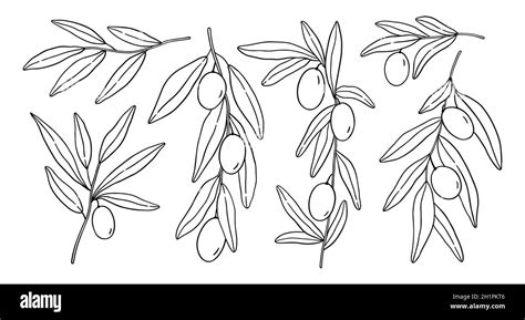 Set With Olive Branches And Leaves Isolated On White Background Vector