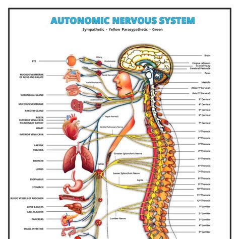 Bring Our Autonomic Nervous System To Life Poster Contest