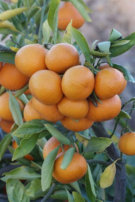 Mandarin Citrus Reticulata Buah Kebun