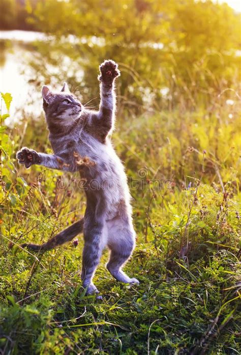 Funny Striped Cat Jumping On A Green Meadow Standing On Its Hind Stock