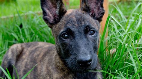 Dutch Shepherd Puppy For Sale Malinois Puppies For Sale Malinois