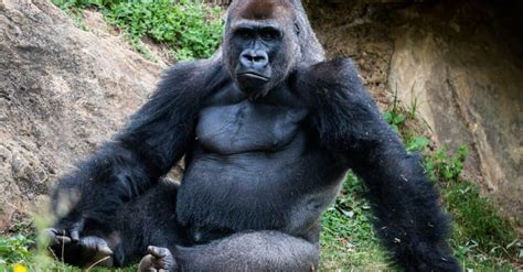 Gorilla Strength How Strong Are Gorillas A Z Animals