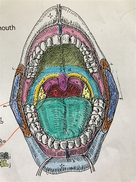 Mouth Diagram Part 2 Diagram Quizlet