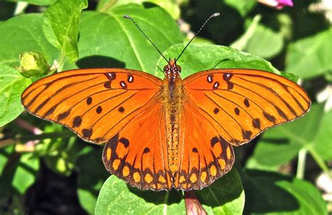 Mother Earth Life Cycle Of The Gulf Fritillary Butterfly