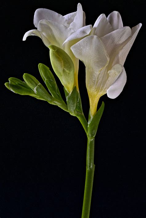 Photo White Flower Freesia Closeup Black Background