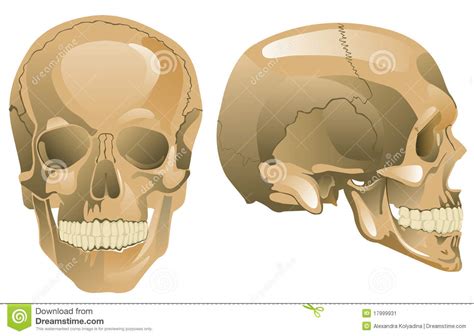 More images for schedel tekening » Menselijke schedel vector illustratie. Illustratie ...
