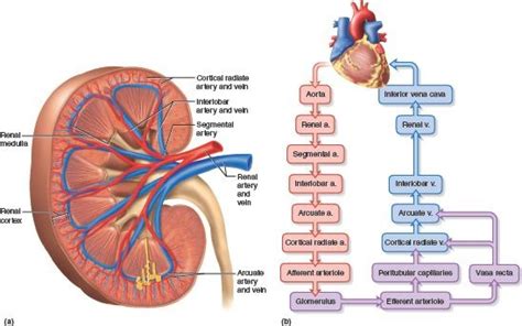 Blood Flow Through The Kidney Diagram Quizlet