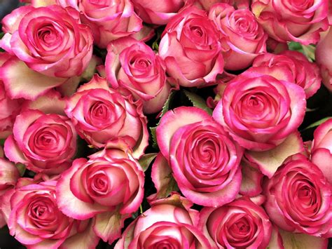 Pink White Flowers Bouquet Desktop Hd Wallpaper Free Download
