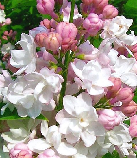 Fragrance Lilac And 39 Beauty Of Moscow And 39 Beautiful Flowers