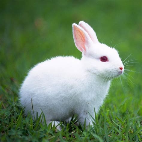 Rabbit Images