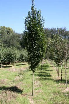 Bulk supplies for households, businesses, schools, restaurants, party planners and more. Columnar white pine - Google Search | Plant This ...
