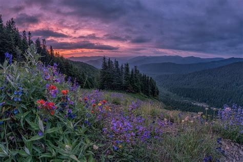 Drxgonfly Wildflowers On Mount Hood Oregon Bymatt