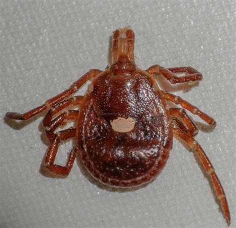 Maryland Biodiversity Project Lone Star Tick Amblyomma Americanum