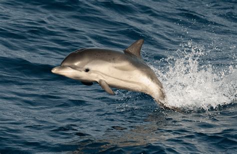 Striped Dolphin Facts Information Pictures
