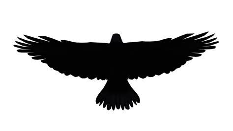 Silhouette Of Hawk At Getdrawings Free Download