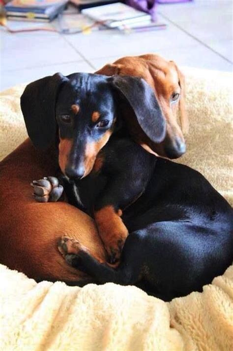 Pin On Doxie Love