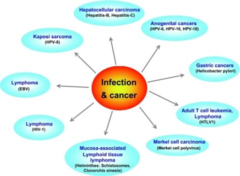 Various Cancers That Have Been Linked To Infection The Open I