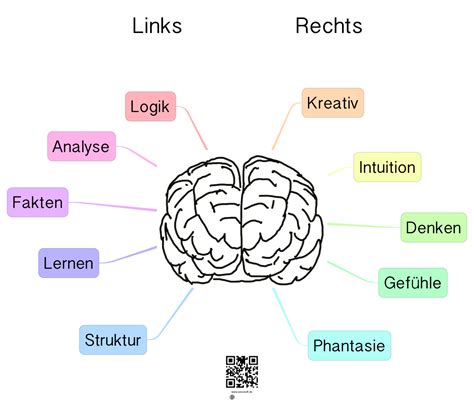 Links Vs Rechts Gehirn Anatomie Lernen Gehirn Aufbau Und Funktion