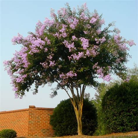 Crape Myrtle Top 30 Fastest Growing Trees For Your Home Fast Growing