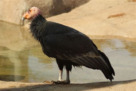 A recent study shows california condors had a large, genetically diverse population until invasive humans hunted and poisoned them to the brink of extinction. California Condors Have Been Endangered Since Humans Arrived In America