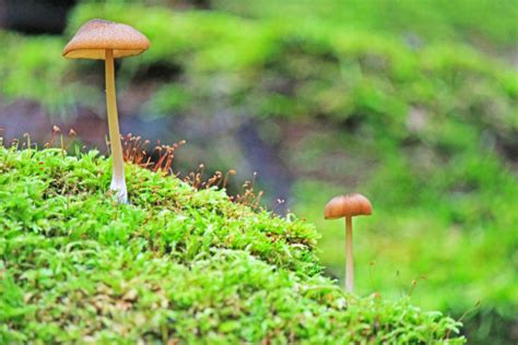 A Walk In The Woods Photographing Wild Mushrooms On Bruce Trail