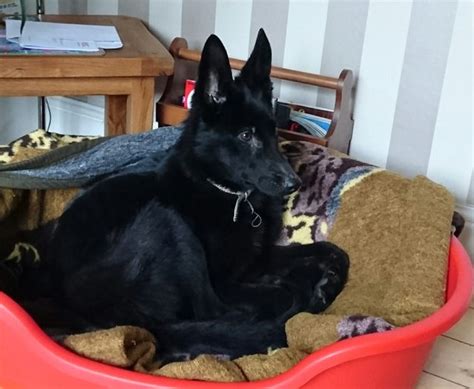 Skye 1 Year Old Female German Shepherd Cross Collie Available For