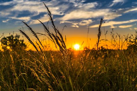 Selective Focus Of Grass With Sun Background Hd Wallpaper Wallpaper Flare