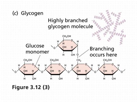 At times, carbohydrates are accused of being the cause of gaining weight, while other times if there is more glucose than the cells need, then part of the glucose is stored as glycogen in the liver and muscle tissue. 2.3 Carbohydrates and lipids - SL/HL-1 Biology (7)-Ferguson