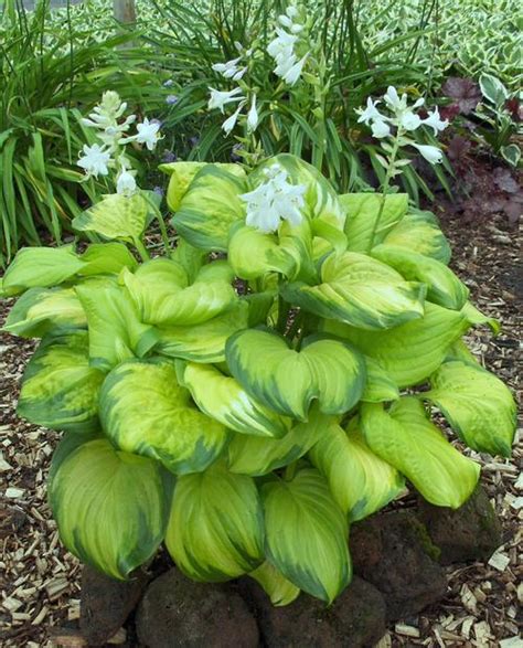 Plantain Lily Hosta Stained Glass From Growing Colors