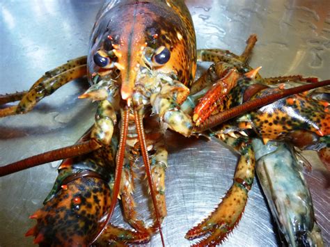 Free Images Sea Food Seafood Invertebrate Crustacean Australia