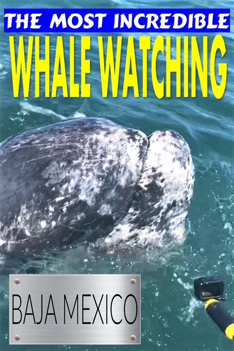 Ultimate Gray Whale Watching - Baja Friendly Giants | Whale watching trip, Whale watching, Whale 