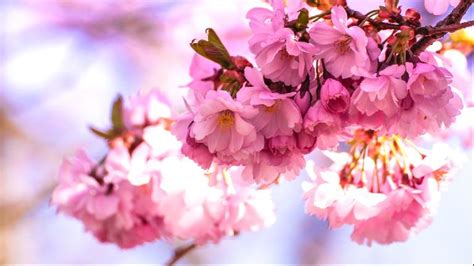 Cherry Blossom Windows Themes