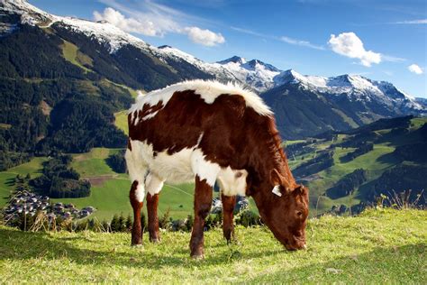 Austrian Cow By Bridge99 Ephotozine