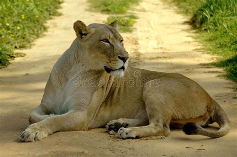 African Lioness Road Block A Big Full Body Of A Wild African Lioness