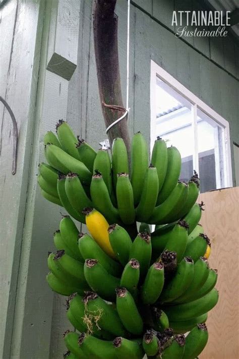 How To Grow Bananas In Your Backyard For Tropical Flavor