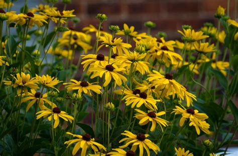 Plant Of The Week Sweet Black Eyed Susan The High Line