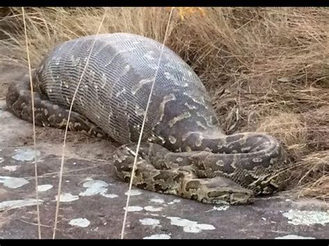 Последние твиты от ケイン・ヤリスギ「♂」 (@kein_yarisugi). インドネシア ニシキヘビ 丸呑み — 菜園に行くと言って出かけ ...