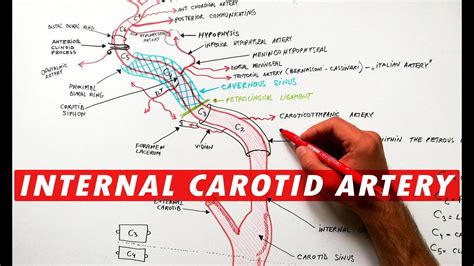 Internal Carotid Artery Segments And Branches Youtube