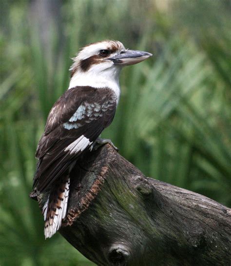 Australian Rainforest Birds Pictures Just For Sharing