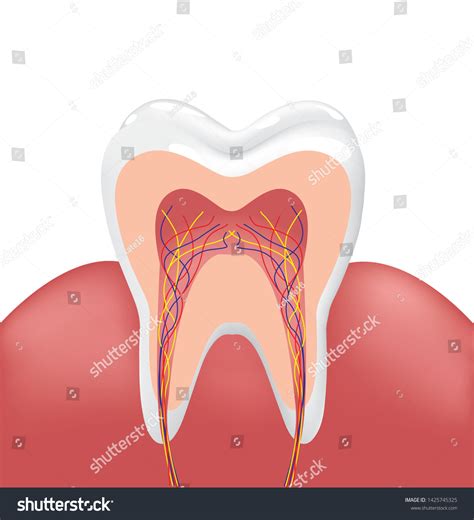 Healthy White Tooth Gums Bone Illustration Stock Vector Royalty Free