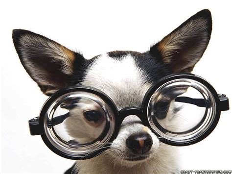 Dog Glasses Funny Wallpaper 1024x768 12726