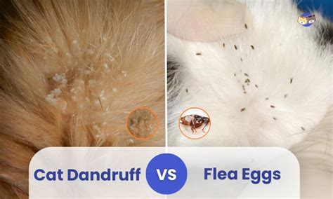 Cat Dandruff Vs Flea Eggs Identifying And Treating