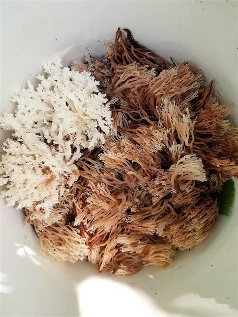About Coral Mushrooms And A Few Coral Mushroom Recipes Kitchen Frau