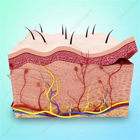 Human Skin Anatomy Artwork Stock Image F008 0301 Science Photo Library