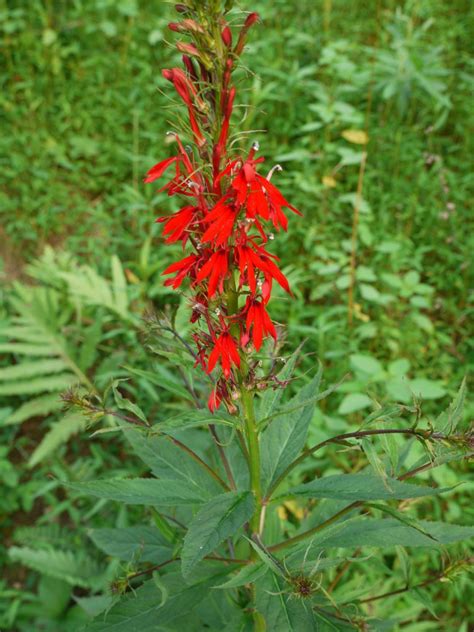 Cardinal Flower Identify That Plant
