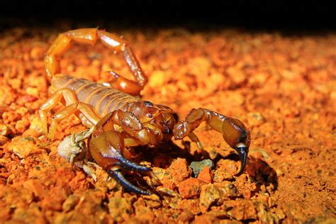 Scorpions Australian Geographic