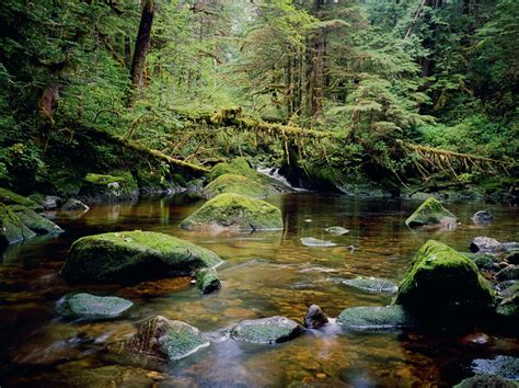The Great Bear Rainforest British Colombia Beautiful Places Best