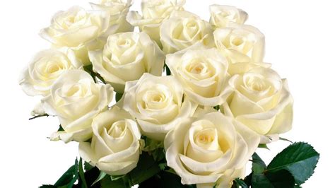 Nice Beautiful White Roses Hd Free Wallpapers Hd Wallpaper