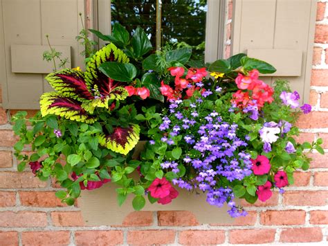 Summer Botanical Blitz Gardening Professionals Planter Boxes